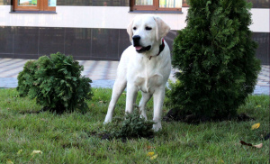 Zusätzliche Fotos: Fawn Boy Labrador Retriever