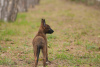 Zusätzliche Fotos: Niederländische Schäferhundwelpen