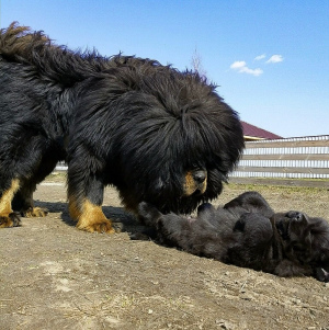 Zusätzliche Fotos: Tibetische Mastiffwelpen