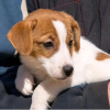 Foto №3. Wunderschöne Miniatur-Jack-Russell-Welpen Business WhatsApp 37256348129. Finnland