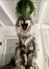 Foto №2 zu Ankündigung № 102801 zu verkaufen maine-coon-katze - einkaufen USA quotient 	ankündigung