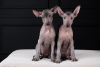 Foto №2 zu Ankündigung № 121650 zu verkaufen xoloitzcuintle - einkaufen Kroatien 