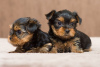 Foto №1. yorkshire terrier - zum Verkauf in der Stadt Cochem | Frei | Ankündigung № 122656