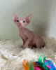 Foto №1. sphynx-katze - zum Verkauf in der Stadt West Point | 284€ | Ankündigung № 53172