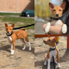 Foto №3. Basenji. Weißrussland