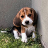 Foto №2 zu Ankündigung № 120622 zu verkaufen beagle - einkaufen Deutschland quotient 	ankündigung