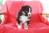 Foto №2 zu Ankündigung № 93000 zu verkaufen australian shepherd - einkaufen Österreich quotient 	ankündigung