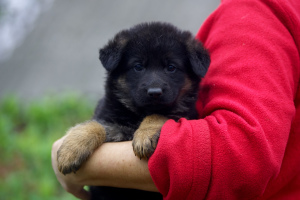 Foto №2 zu Ankündigung № 6527 zu verkaufen deutscher schäferhund - einkaufen Ukraine 