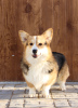 Foto №2 zu Ankündigung № 59923 zu verkaufen welsh corgi - einkaufen Russische Föderation quotient 	ankündigung