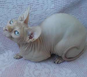 Foto №1. sphynx cat - zum Verkauf in der Stadt Odessa | 1363€ | Ankündigung № 5079