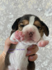 Foto №2 zu Ankündigung № 9795 zu verkaufen beagle - einkaufen Russische Föderation quotient 	ankündigung, vom kindergarten
