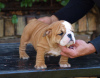 Foto №2 zu Ankündigung № 122127 zu verkaufen englische bulldogge - einkaufen Serbien züchter