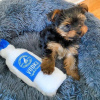 Foto №4. Ich werde verkaufen yorkshire terrier in der Stadt Cincinnati. züchter - preis - 379€