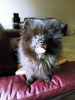 Foto №2 zu Ankündigung № 69955 zu verkaufen german spitz - einkaufen Georgien quotient 	ankündigung