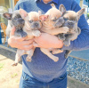 Foto №2 zu Ankündigung № 110829 zu verkaufen französische bulldogge - einkaufen Deutschland quotient 	ankündigung, vom kindergarten, züchter