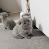 Foto №3. британские короткошерстные котята. Russische Föderation