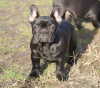 Foto №2 zu Ankündigung № 91272 zu verkaufen französische bulldogge - einkaufen Serbien züchter