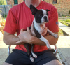 Foto №4. Ich werde verkaufen boston terrier in der Stadt Belgrad. quotient 	ankündigung - preis - verhandelt