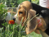 Foto №1. beagle - zum Verkauf in der Stadt Приморск | 636€ | Ankündigung № 11548