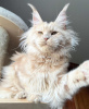 Foto №4. Ich werde verkaufen maine-coon-katze in der Stadt Berlin. züchter - preis - 300€