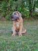 Foto №2 zu Ankündigung № 106782 zu verkaufen cane corso italiano - einkaufen Polen züchter