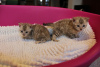 Zusätzliche Fotos: Süße Bengalkatzen stehen jetzt zur Adoption zur Verfügung