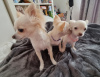 Zusätzliche Fotos: Zwei langhaarige Chihuahua-Welpen