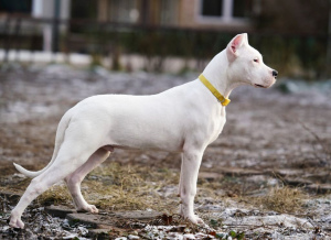 Foto №1. dogo argentino - zum Verkauf in der Stadt Moskau | Verhandelt | Ankündigung № 4036