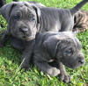 Foto №2 zu Ankündigung № 120578 zu verkaufen cane corso italiano - einkaufen USA 