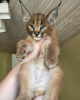 Zusätzliche Fotos: Kätzchen Caracal Serval und Savannah F1