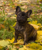 Foto №4. Ich werde verkaufen französische bulldogge in der Stadt Москва. züchter - preis - 1200€