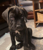 Foto №2 zu Ankündigung № 111324 zu verkaufen cane corso italiano - einkaufen Deutschland quotient 	ankündigung