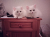 Foto №3. White Scottish kittens. Schweiz