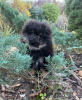 Foto №3. Puppenbaby Pomeranian Spitz.. Deutschland