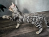 Foto №1. bengal katzenrasse - zum Verkauf in der Stadt Minsk | 400€ | Ankündigung № 40033