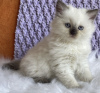 Foto №1. ragdoll-katze - zum Verkauf in der Stadt New York Mills | 265€ | Ankündigung № 104312