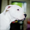 Zusätzliche Fotos: Dogo Argentino Welpen. Dokumente, Tests, Impfungen, Marken.