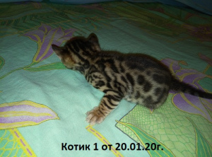 Foto №4. Ich werde verkaufen bengal katzenrasse in der Stadt Москва. vom kindergarten - preis - 363€