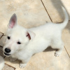 Foto №2 zu Ankündigung № 45825 zu verkaufen deutscher schäferhund - einkaufen USA quotient 	ankündigung