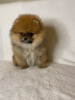 Foto №3. Das UPDATE**** zu Pomeranian 4 (Stand 08.07.) wird täglich aktualisiert. Deutschland