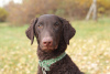 Foto №4. Ich werde verkaufen curly coated retriever in der Stadt St. Petersburg. quotient 	ankündigung - preis - verhandelt