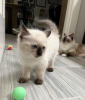 Foto №1. ragdoll-katze - zum Verkauf in der Stadt Indianapolis | 284€ | Ankündigung № 55581