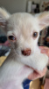 Zusätzliche Fotos: Zwei langhaarige Chihuahua-Welpen