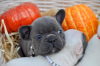 Foto №3. Französische Bulldoggenwelpen zur Adoption. USA