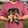 Foto №3. Lieber Yorkshireterrier. Deutschland