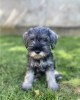 Foto №1. schnauzer - zum Verkauf in der Stadt Belgrad | verhandelt | Ankündigung № 110672