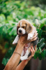 Foto №1. beagle - zum Verkauf in der Stadt Los Angeles | 426€ | Ankündigung № 84063
