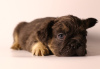 Foto №2 zu Ankündigung № 84655 zu verkaufen französische bulldogge - einkaufen Russische Föderation züchter