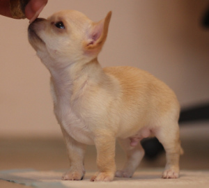 Foto №3. Chihuahua Welpen. Russische Föderation