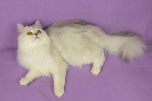 Zusätzliche Fotos: Schottische silberne pelzige Katze